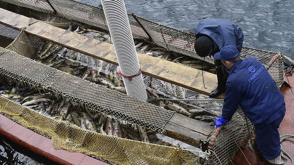 Как распределены квоты на вылов рыбы в России