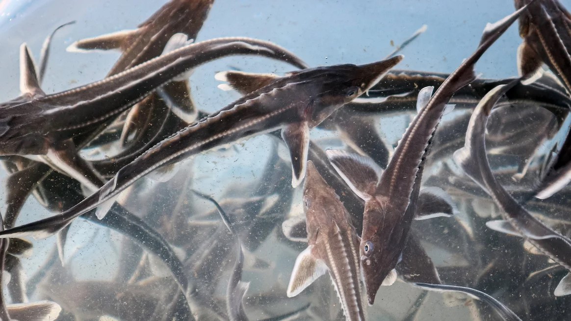 ����� �� ����� �������� ��� ��&nbsp;������� ����