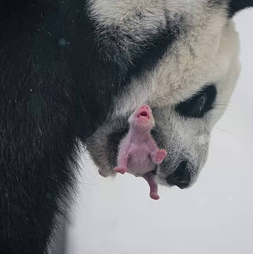 В Московском зоопарке впервые в истории России родился детеныш большой панды