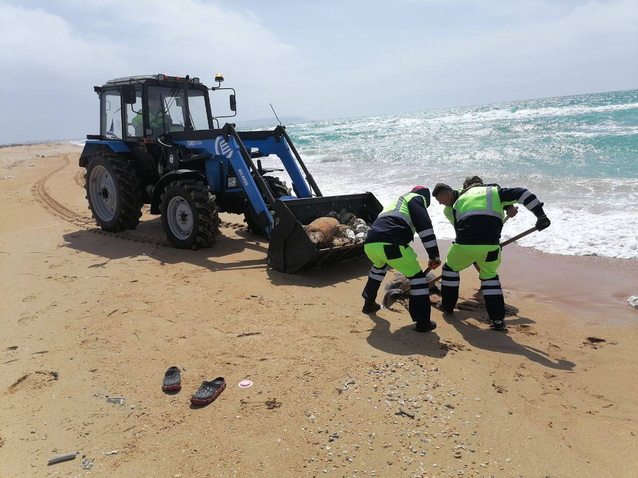 В Анапе чистят пляжи после массовой гибели дельфинов