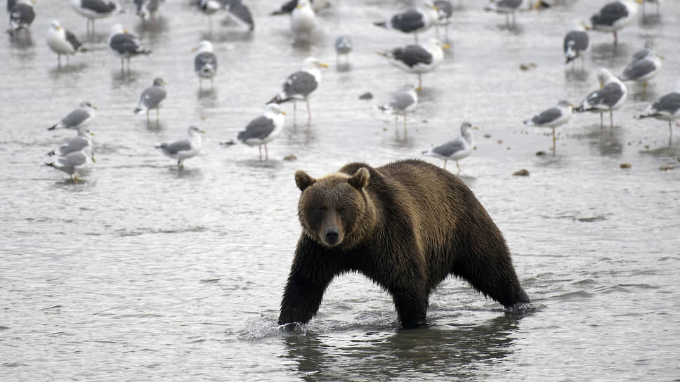 В России отмечается день медведя
