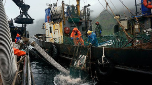 Nautic пустил корни в Петербурге