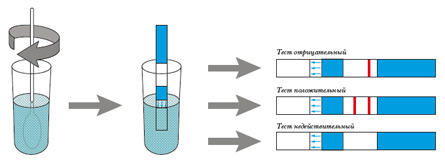 Тест-полоски, определяющие состояние беременности, успешно работают в большинстве стран мира и вот, наконец, дошли до России