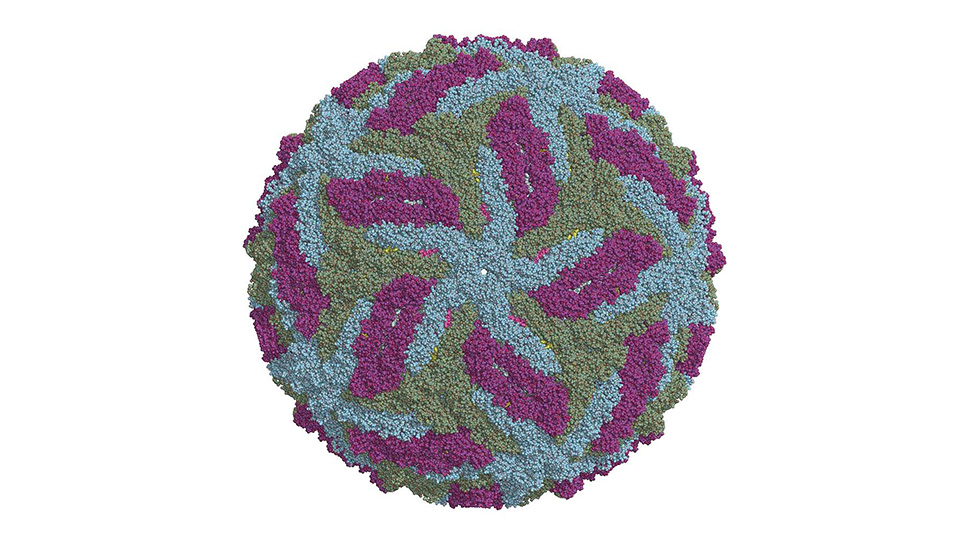 Вирус Зика относится к флавивирусам, среди которых желтая лихорадка, лихорадка денге и клещевой энцефалит 


