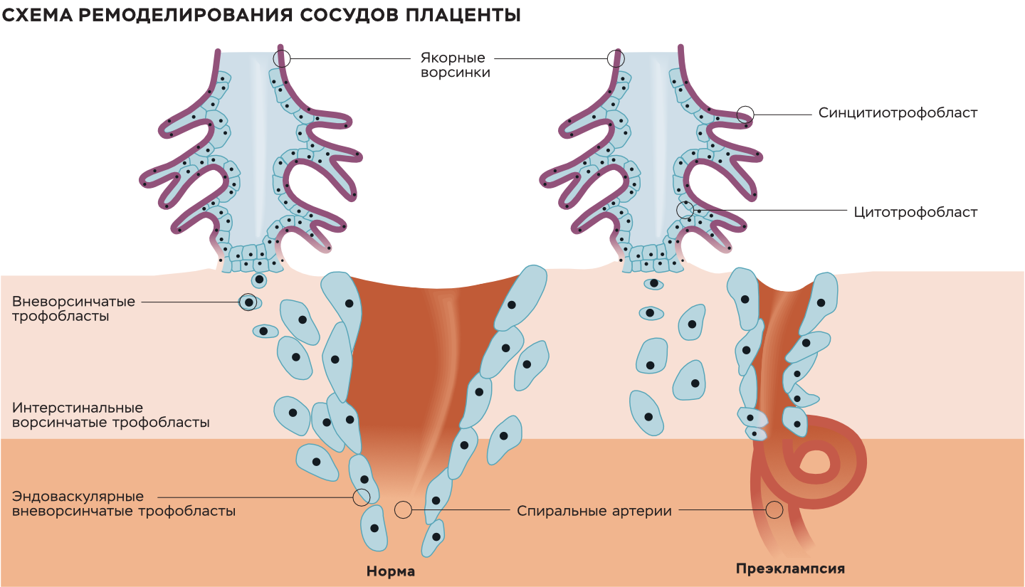 Тест на вынашиваемость – Наука