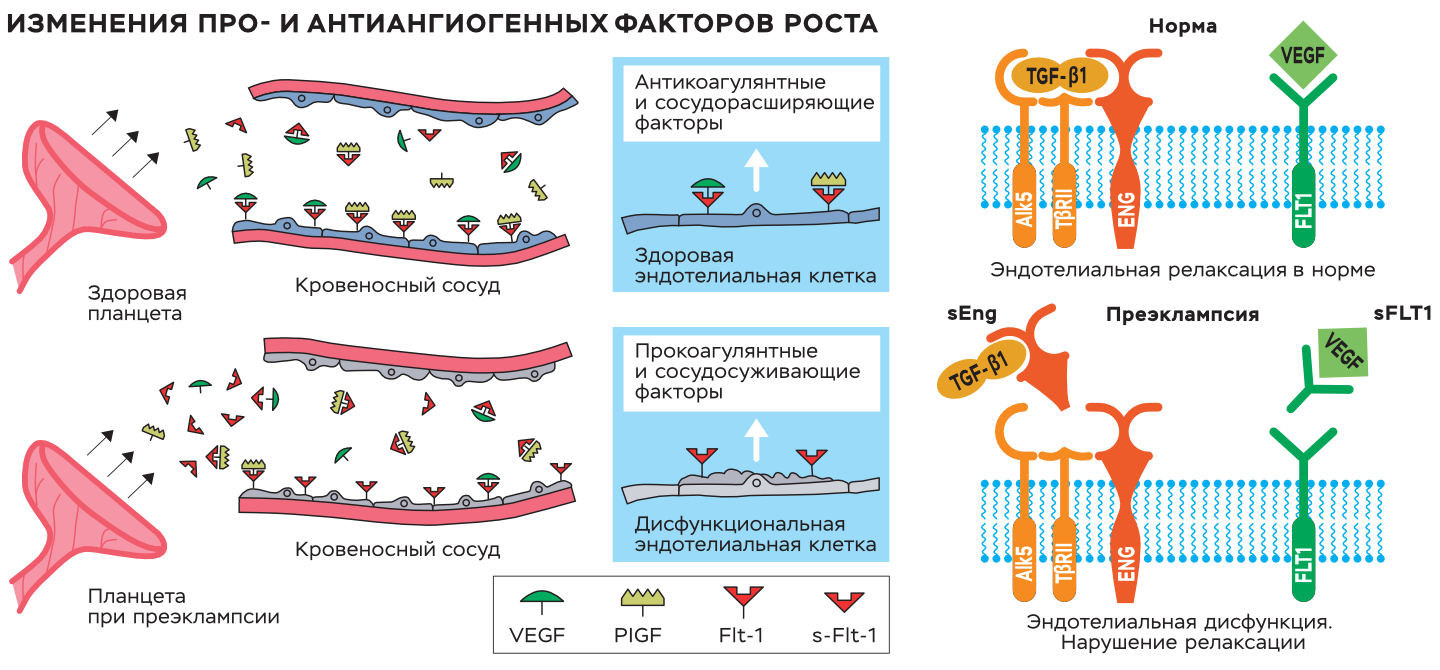 Тест на вынашиваемость – Наука