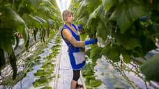 «Горкунов» растет огурцом