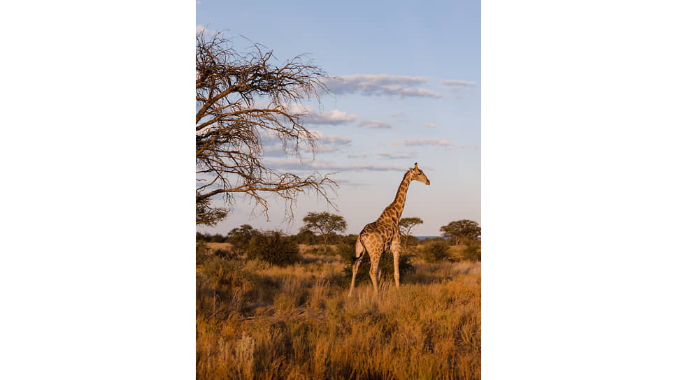 Жираф на территории Marula Conservation Park Namibia
