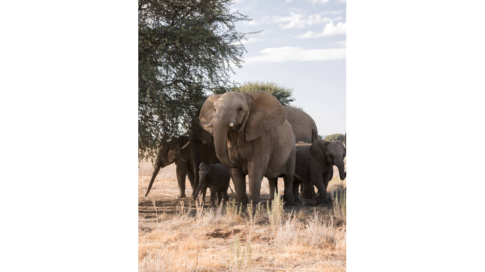 Слоны на территории Marula Conservation Park Namibia