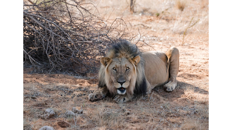 Лев на территории Marula Conservation Park Namibia