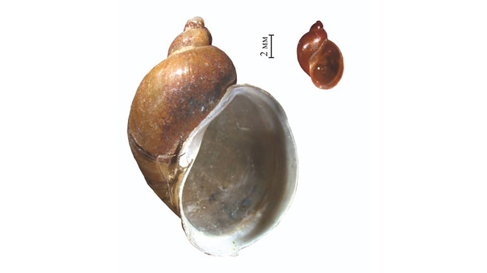 «Горячие» улитки отличаются от «холодных» и размерами, и продолжительностью жизни