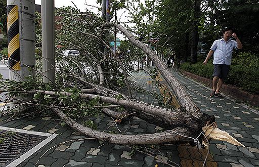 02.09.2010 В результате обрушившегося на Южную Корею тайфуна &quot;Компасу&quot; погибли два человека. Ветер, порывы которого достигали 30 метров в секунду, повалил деревья, оборвал линии электропередачи
