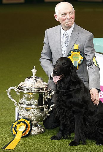 13.03.2011 В британском Бирмингеме проходит ежегодная выставка собак Crufts-2011. В этом году конкурс ознаменовался небольшим скандалом — к участию в конкурсе была допущена нечистопородная собака-далматин, что уже вызвало недовольство ценителей породистых питомцев
