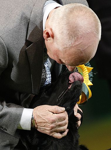 13.03.2011 В британском Бирмингеме проходит ежегодная выставка собак Crufts-2011. В этом году конкурс ознаменовался небольшим скандалом — к участию в конкурсе была допущена нечистопородная собака-далматин, что уже вызвало недовольство ценителей породистых питомцев