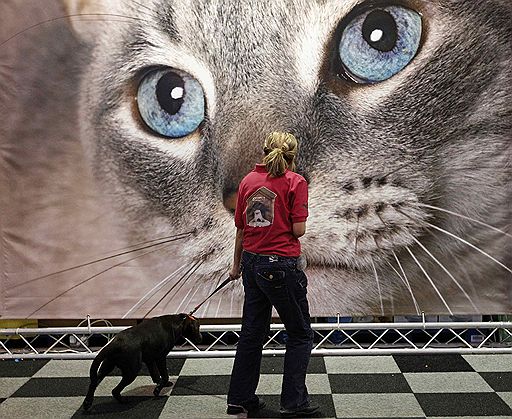 13.03.2011 В британском Бирмингеме проходит ежегодная выставка собак Crufts-2011. В этом году конкурс ознаменовался небольшим скандалом — к участию в конкурсе была допущена нечистопородная собака-далматин, что уже вызвало недовольство ценителей породистых питомцев