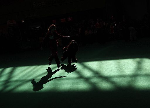 13.03.2011 В британском Бирмингеме проходит ежегодная выставка собак Crufts-2011. В этом году конкурс ознаменовался небольшим скандалом — к участию в конкурсе была допущена нечистопородная собака-далматин, что уже вызвало недовольство ценителей породистых питомцев