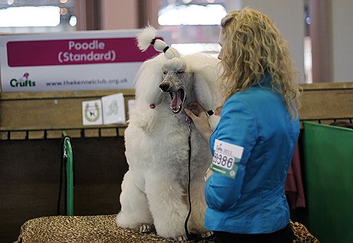 13.03.2011 В британском Бирмингеме проходит ежегодная выставка собак Crufts-2011. В этом году конкурс ознаменовался небольшим скандалом — к участию в конкурсе была допущена нечистопородная собака-далматин, что уже вызвало недовольство ценителей породистых питомцев