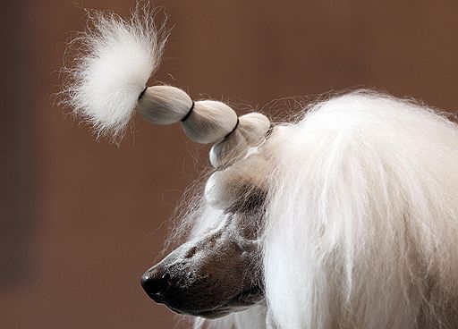 13.03.2011 В британском Бирмингеме проходит ежегодная выставка собак Crufts-2011. В этом году конкурс ознаменовался небольшим скандалом — к участию в конкурсе была допущена нечистопородная собака-далматин, что уже вызвало недовольство ценителей породистых питомцев