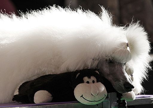 13.03.2011 В британском Бирмингеме проходит ежегодная выставка собак Crufts-2011. В этом году конкурс ознаменовался небольшим скандалом — к участию в конкурсе была допущена нечистопородная собака-далматин, что уже вызвало недовольство ценителей породистых питомцев