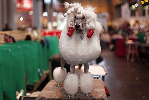 13.03.2011 В британском Бирмингеме проходит ежегодная выставка собак Crufts-2011. В этом году конкурс ознаменовался небольшим скандалом — к участию в конкурсе была допущена нечистопородная собака-далматин, что уже вызвало недовольство ценителей породистых питомцев