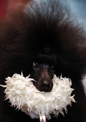 13.03.2011 В британском Бирмингеме проходит ежегодная выставка собак Crufts-2011. В этом году конкурс ознаменовался небольшим скандалом — к участию в конкурсе была допущена нечистопородная собака-далматин, что уже вызвало недовольство ценителей породистых питомцев