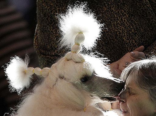 13.03.2011 В британском Бирмингеме проходит ежегодная выставка собак Crufts-2011. В этом году конкурс ознаменовался небольшим скандалом — к участию в конкурсе была допущена нечистопородная собака-далматин, что уже вызвало недовольство ценителей породистых питомцев
