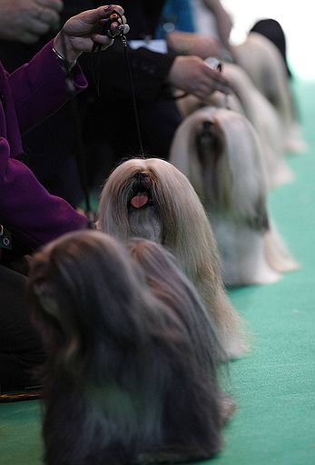13.03.2011 В британском Бирмингеме проходит ежегодная выставка собак Crufts-2011. В этом году конкурс ознаменовался небольшим скандалом — к участию в конкурсе была допущена нечистопородная собака-далматин, что уже вызвало недовольство ценителей породистых питомцев