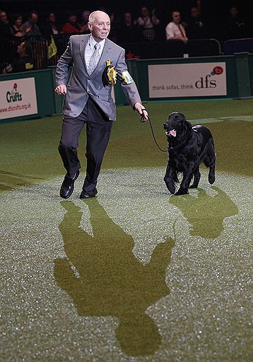 13.03.2011 В британском Бирмингеме проходит ежегодная выставка собак Crufts-2011. В этом году конкурс ознаменовался небольшим скандалом — к участию в конкурсе была допущена нечистопородная собака-далматин, что уже вызвало недовольство ценителей породистых питомцев