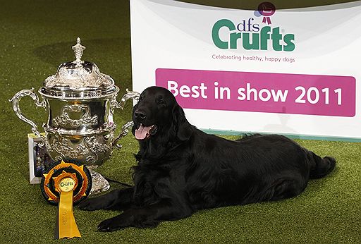 13.03.2011 В британском Бирмингеме проходит ежегодная выставка собак Crufts-2011. В этом году конкурс ознаменовался небольшим скандалом — к участию в конкурсе была допущена нечистопородная собака-далматин, что уже вызвало недовольство ценителей породистых питомцев