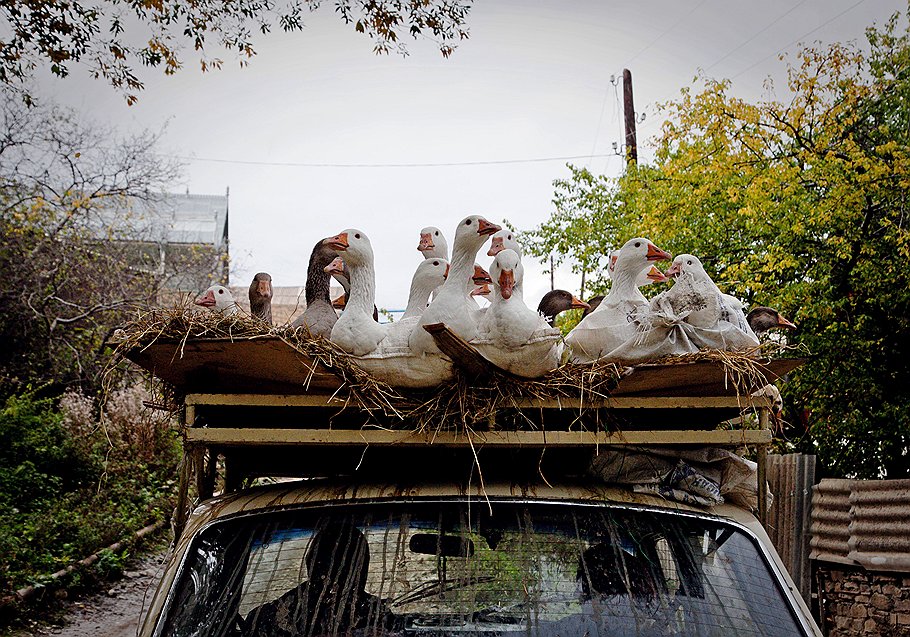 Перевозка домашней птицы

Азербайджан, октябрь 2011

