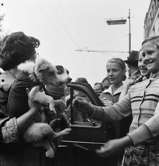 19 августа 1960 года собаки Белка и Стрелка совершили орбитальный космический полет и вернулись на Землю невредимыми
