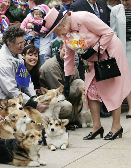 Одно из любимых увлечений королевы — разведение собак и скаковых лошадей. За всю жизнь королевы в ее семье было более 30 собак породы корги