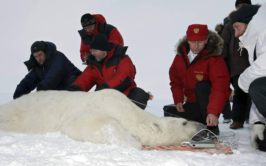 В 2010 году Владимир Путин совершил экспедицию в Арктику на Землю Франца-Иосифа. Целью экспедиции было изучить ареалы обитания белого медведя. Господин Путин также надел на одного из них спутниковый ошейник. Но через несколько месяцев специалисты сообщили: медведь сумел избавиться от «маячка»