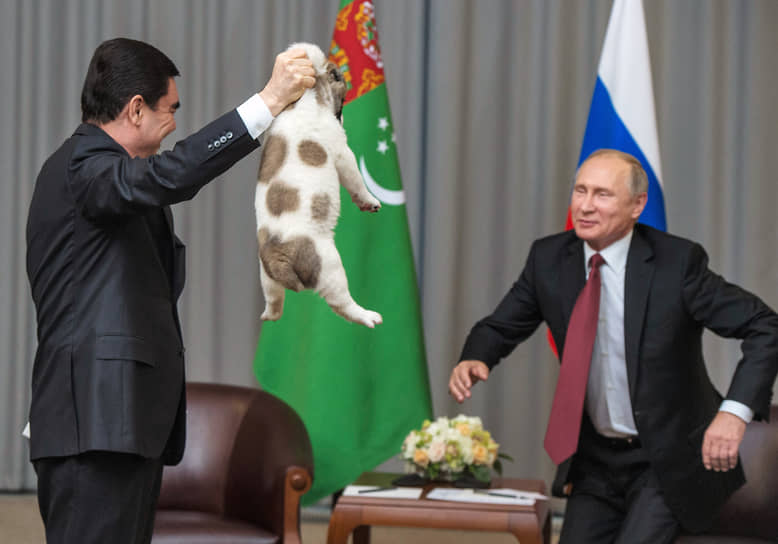 11 октября 2017 года президент Туркмении Гурбангулы Бердымухамедов подарил Владимиру Путину на 65-летие щенка породы туркменский алабай. Кличка собаки — Вепалы, что значит Верный. Он живет в резиденции Ново-Огарево