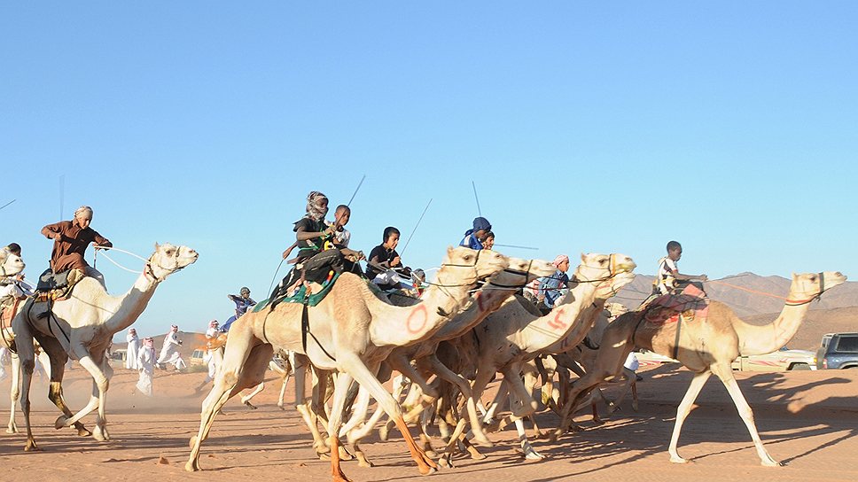 Гонки на верблюдах — старинная традиция арабских стран, давно ставшая прибыльным бизнесом
