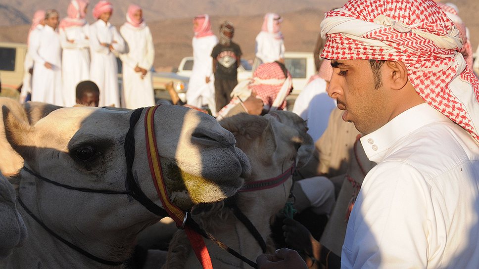 Верблюд в арабских странах всегда олицетворяется с красотой, притягательностью, и даже слова эти в арабском являются однокоренными
