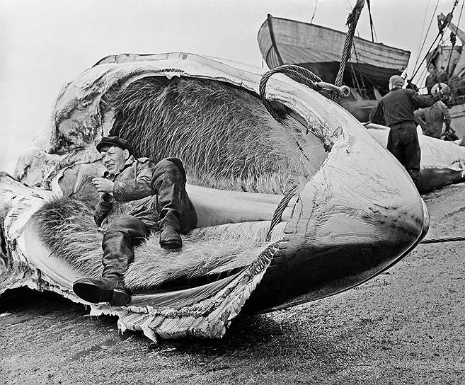 1982 год. Принято решение о повсеместном запрете вылова китов в коммерческих целях
