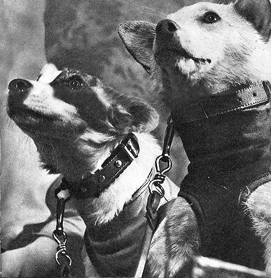 1960 год. Первый в истории полет в космос живых существ — собак Белки и Стрелки
