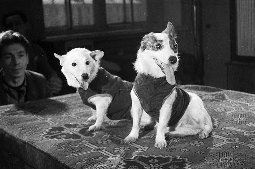 1960 год. На Землю вернулись собаки Белка и Стрелка — первые животные, совершившие полет и успешно вернувшиеся обратно