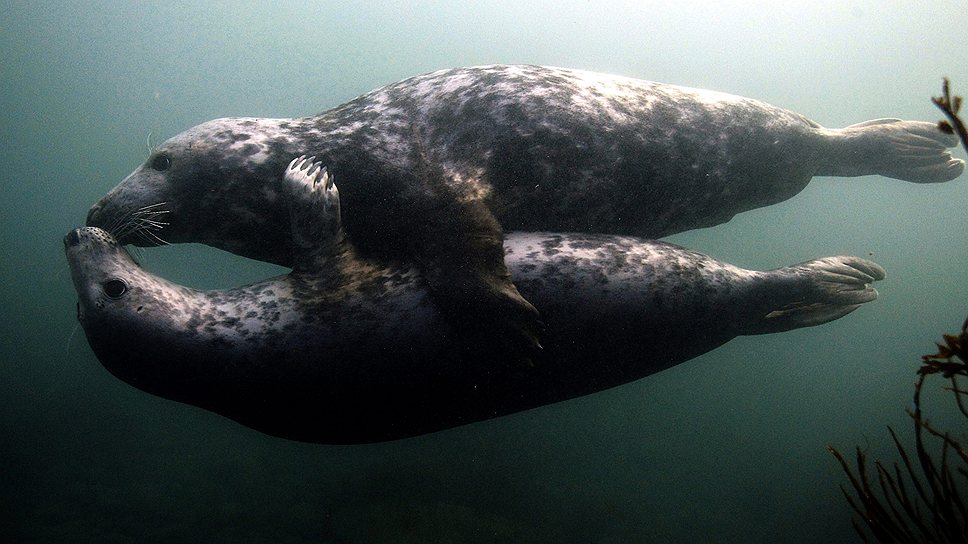 Серые тюлени играют под водой у берегов северной Англии
