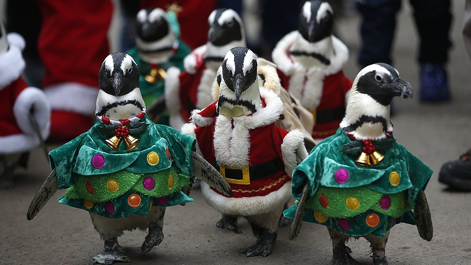 Пингвины, наряженные в костюмы елок и Санта-Клаусов, в развлекательном парке в Йонъине, Южная Корея