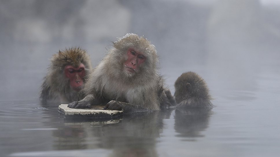 Японские макаки принимают ванну в горячем источнике в Яманоути, префектура Нагано