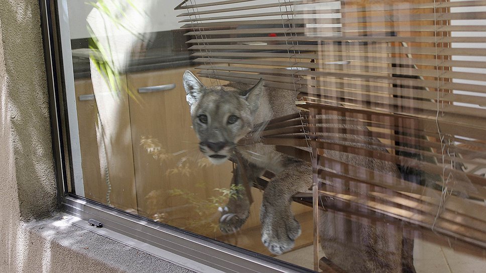Пума, обнаруженная на кухне жилого дома в Сантьяго, была усыплена и  доставлена в местный зоопарк