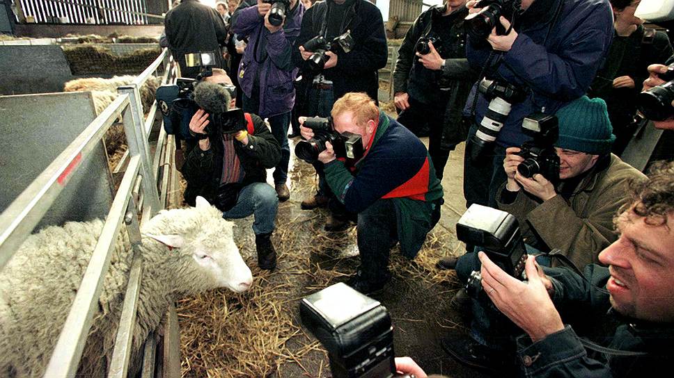 1997 год. Рождение первого клонированного млекопитающего животного — овцы Долли