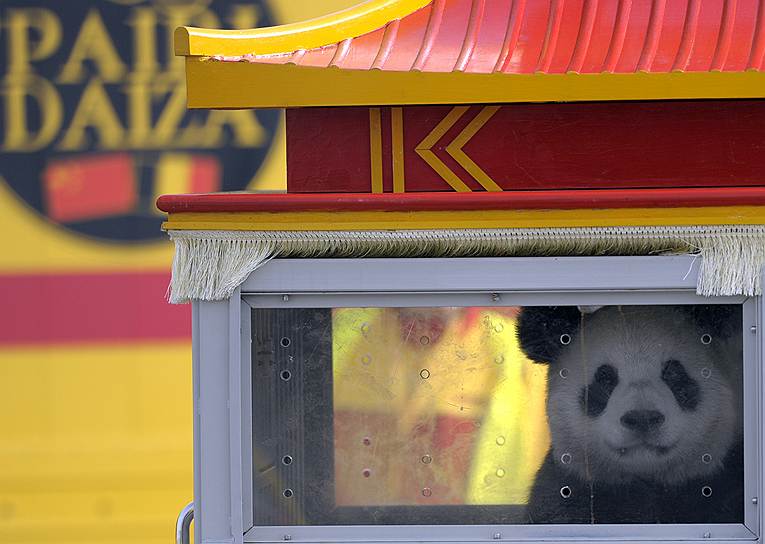 Панда Хао-Хао, &quot;одолженная&quot; Китаем одному из бельгийских зоопарков, в аэропорту Брюсселя