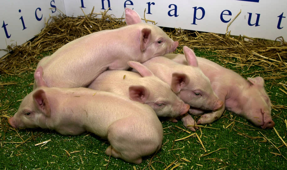 2000 год. Английские ученые впервые провели операцию по клонированию свиней