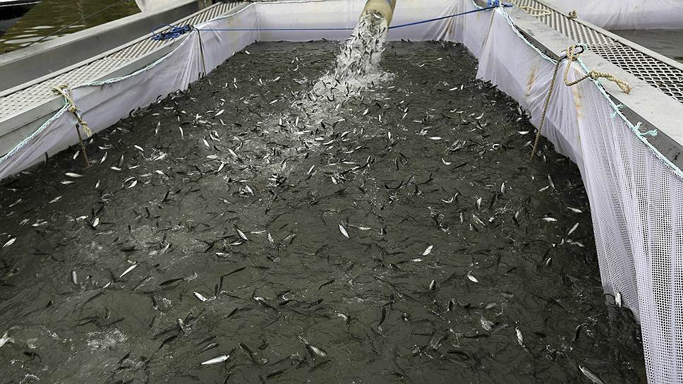 Выгрузка тысяч мальков лосося в специальный танкер. Из-за небывалой засухи на реке Сакраменто в Калифорнии, мальков из инкубатора перевезут на 320 километров ближе к океану, чтобы те росли в нормальных условиях