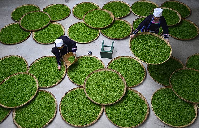 Обработка чайного листа на фабрике в округе Липин, провинция Китая Гуйчжоу