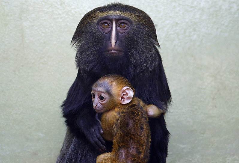 Совинолицая мартышка Джиммель оберегает своего малыша, родившегося месяц назад в зоопарке Антверпена