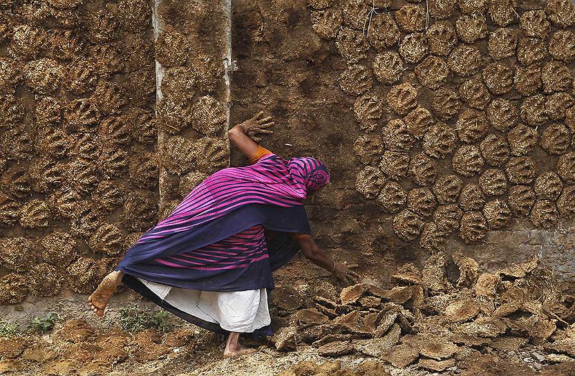 Женщина наклеивает коровьи лепешки на стену для просушивания. Аллахабад, Индия